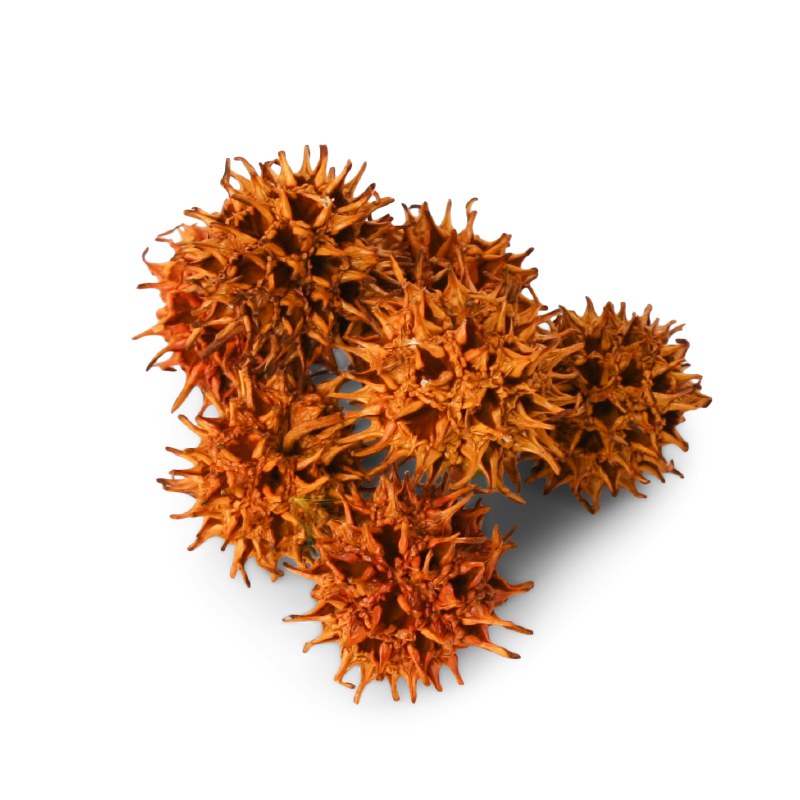 Picture of Dried Amberbaum Pods 250g